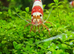 Stunning red crystal shrimp