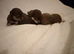 Apple head Chihuahua puppies