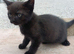 Beautiful kittens 2 chocolates left