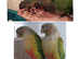 Pineapple Cinnamon & Green cheek Conures