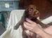 Sprocker puppies