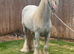 13hh riding gelding