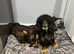 Cocker spaniel puppies