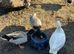 Male call ducks