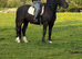 Stunning Black Welsh Cob (Section D) &ndash; Future All-Rounder
