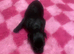 Dachshund