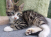 Bengal Main coon cross boy