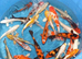 Japanese hq koi tosai