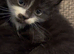 Female kittens