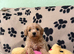 Beautiful Poochon Teddy Bears