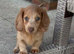 KC REG Long Haired Miniature Dachshunds