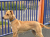 Saluki bull lurcher
