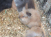 *2 BONDED BOYS NOW AVAILABLE*DOUBLE MANED LIONHEAD x CASHMERE MINILOPS