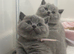 CHAMPION LINE PEDIGREE REGISTERED MALE BSH