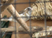 Pair of chocolate young bengelese finch