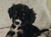 5 King charles cavalier puppies