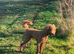 Irish doodle puppies