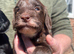 Cockapoo Puppies For Sale