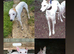 Bull greyhound x whippet for stud