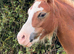 Beautiful Welsh section A filly