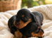 Miniature dachshund only 3 left