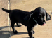 9 fantastic Sprocker Puppies