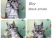 TICA registered Maine coon kittens