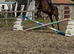 Teenagers dream horse