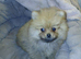 Pomeranian puppies