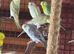 Beautiful baby budgies available in a variety of colours.