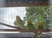 10 budgies to go together