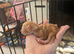 New kittens day old