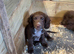 Sprocker pups for sale