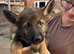GSD PUPPIES