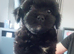 Lhasa apso