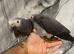 Stunning Friendly Baby HandReared Super Tame African Grey Parrot,12