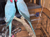 Blue Indian ringneck pair