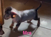 Chichi X miniature Wirehaired Dachshund puppies DNA health checked stud