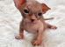 Beautiful wrinkle sphynx kittens