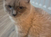 2 ragdoll kittens left