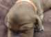 RKC SHOW COCKER SPANIEL PUPPIES EXTENSIVELY HEALTH