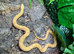 Meeka Albino Sonoran Gopher Snake at Birmingham Reptiles