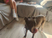 Staffordshire bull terrier cross