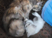 3 x Half bengal kittens for sale