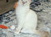TICA Chocolate lynx mitted Ragdoll