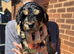 Cockapoo f1b puppys