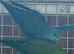 Lineolated parakeet