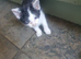 Black and white kittens