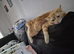 1 beautiful kitten