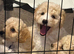 Ready to leave cavapoo